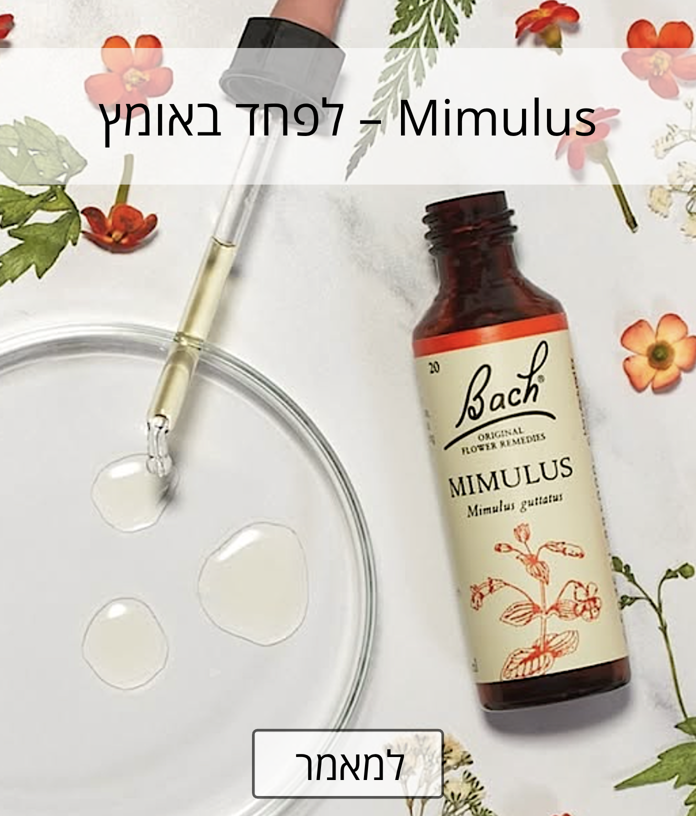 Mimulus - יוני 2026 Mimulus - יוני 2026
