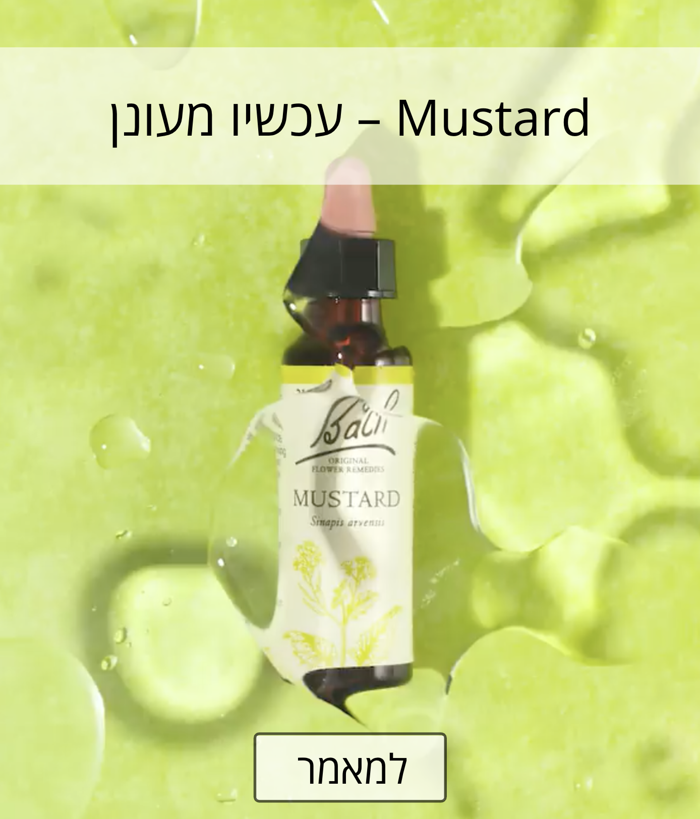 הבאך החודש - Mustard 2026 הבאך החודש - Mustard 2026