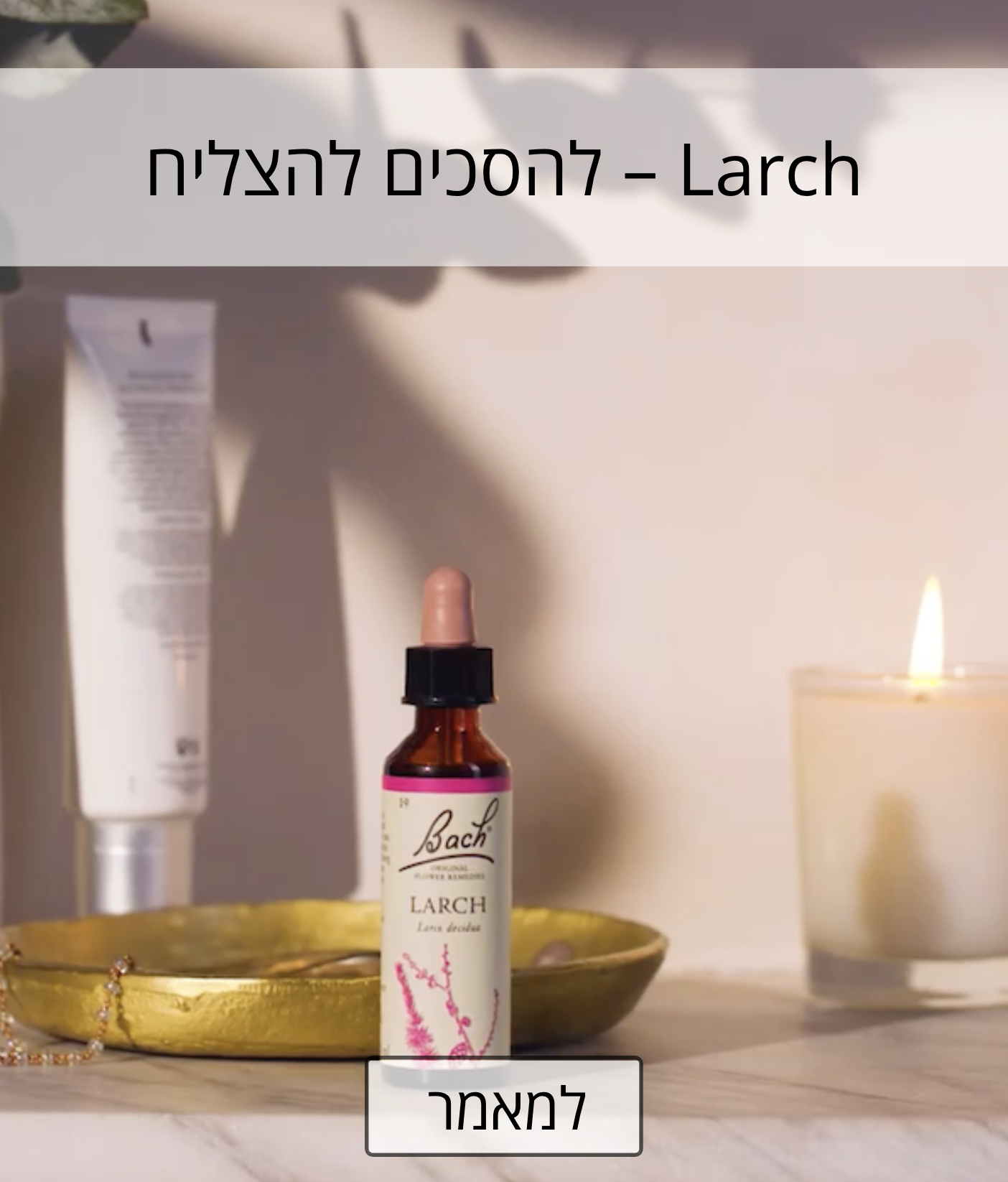 הבאך החודשי - Larch