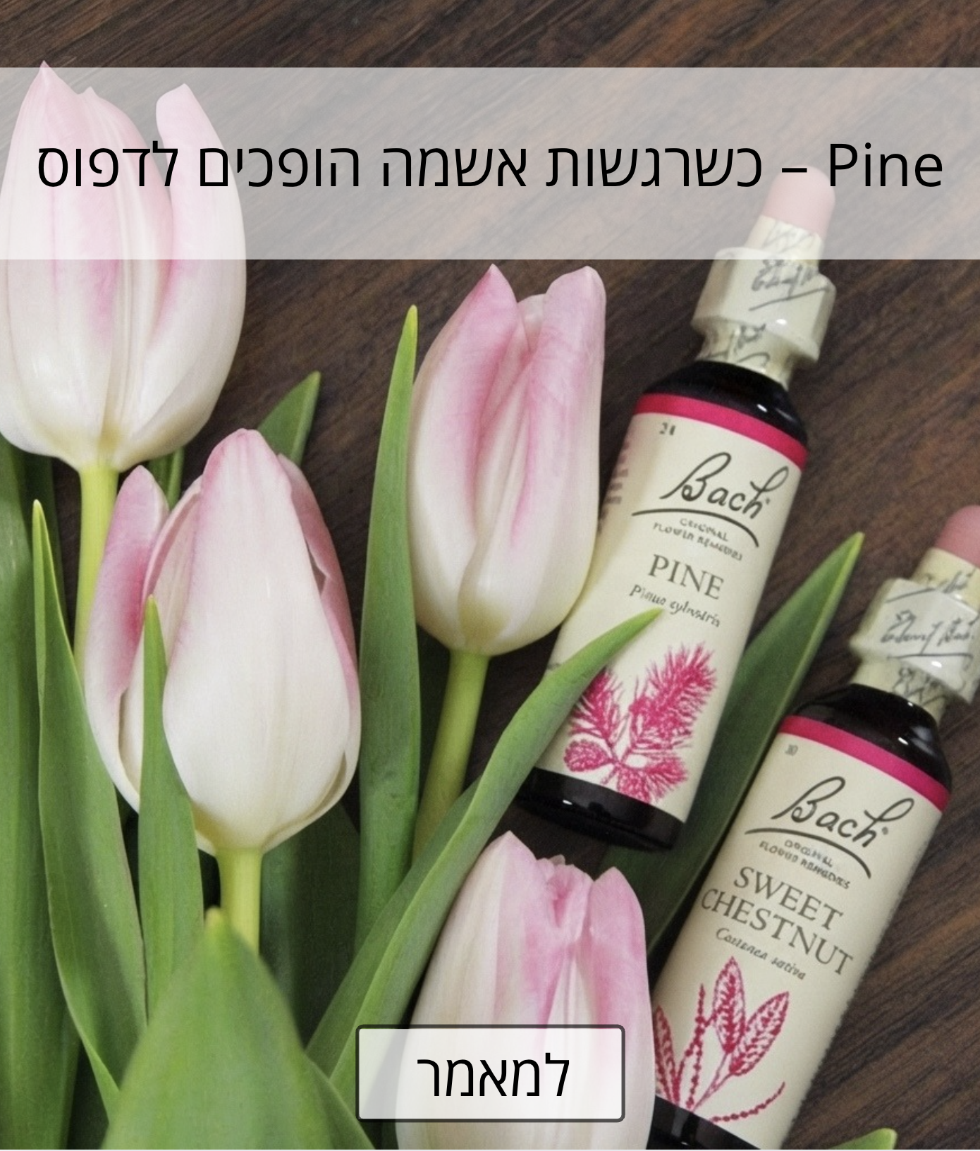 הבאך החודשי - Pine אוקטובר 2026 הבאך החודשי - Pine אוקטובר 2026